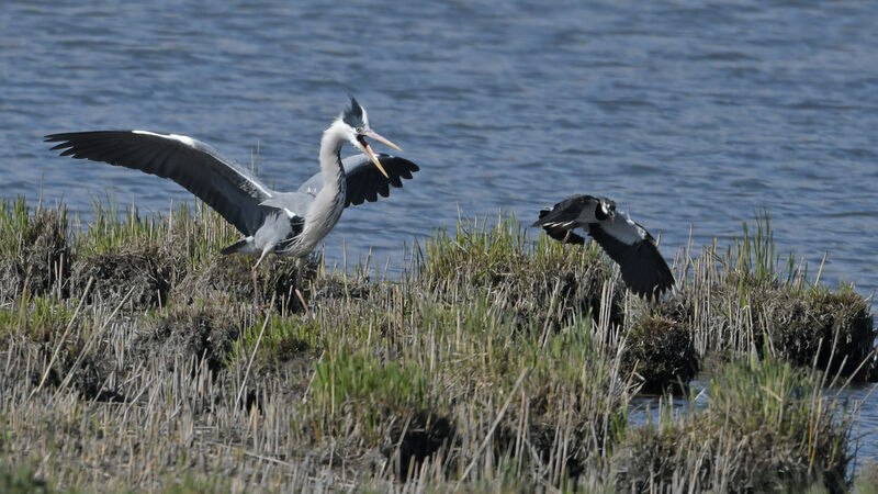 Northern Lapwingadult breeding, Reproduction-nesting