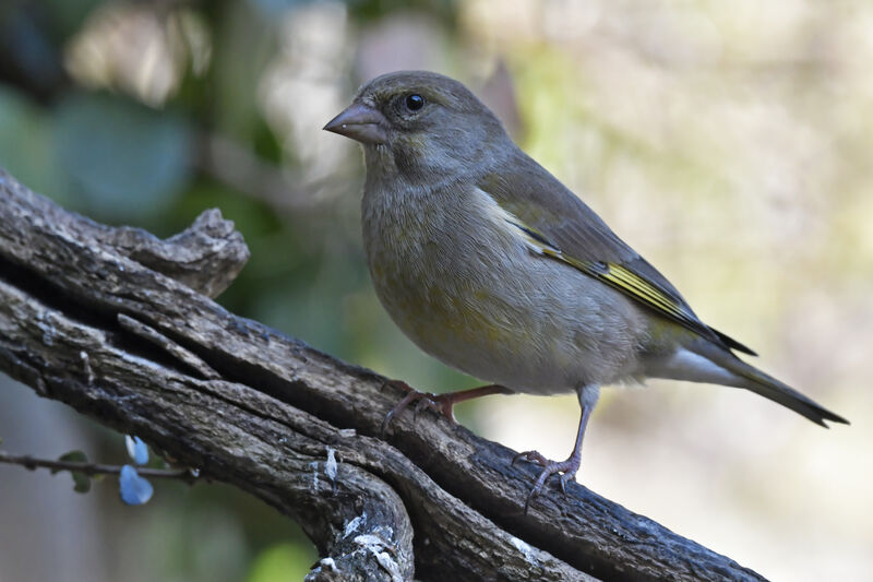 European Greenfinch female adult, identification