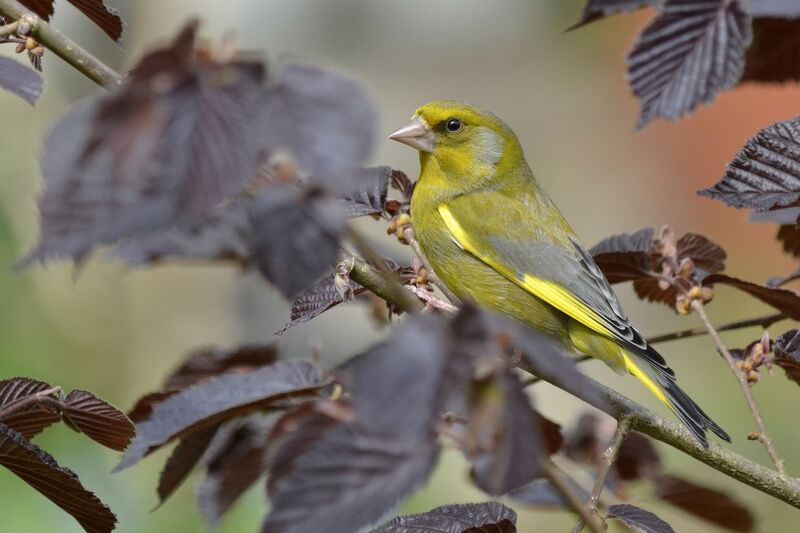 European Greenfinch