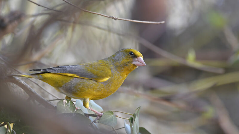 European Greenfinch male adult breeding, identification