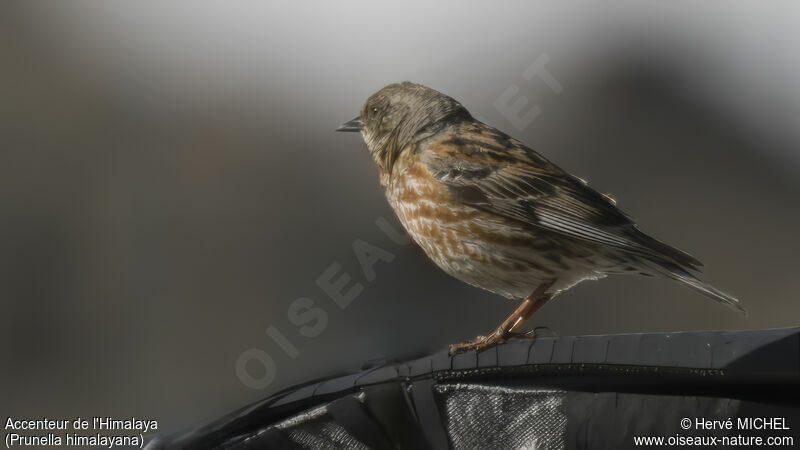 Altai Accentor