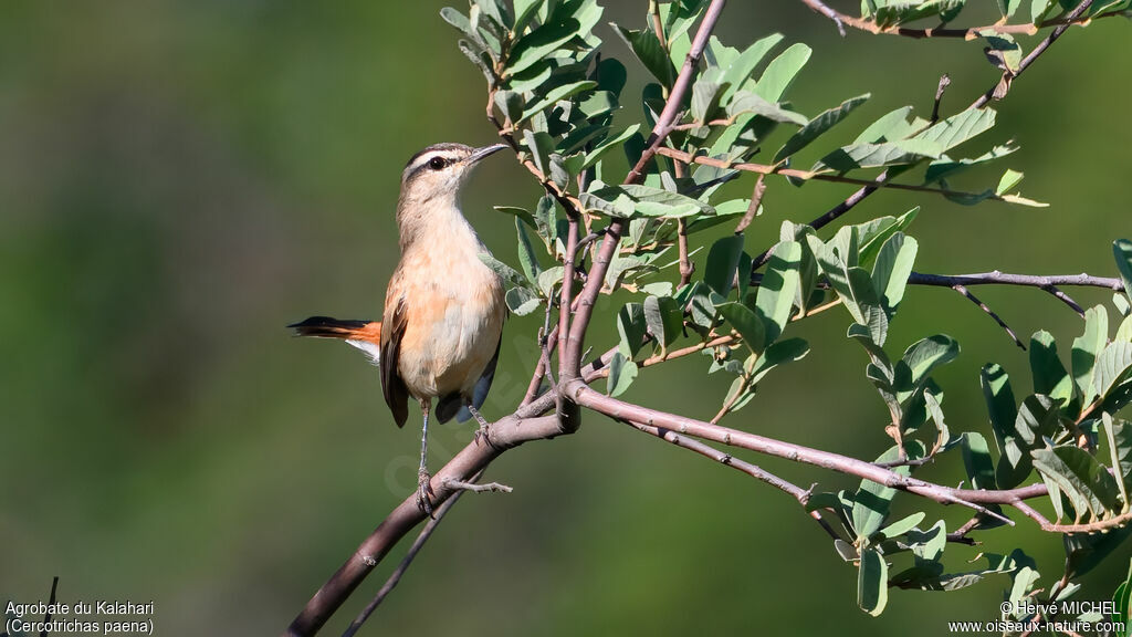 Agrobate du Kalahari