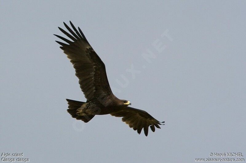 Aigle criardsubadulte, Vol