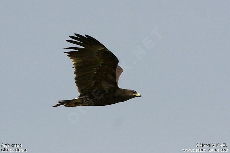 Aigle criardsubadulte, Vol