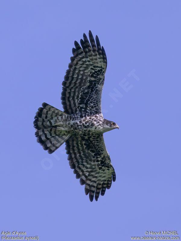 Ayres's Hawk-Eagle