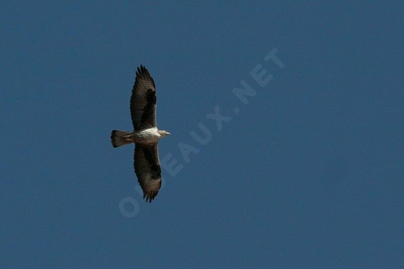 Bonelli's Eagleadult, Flight