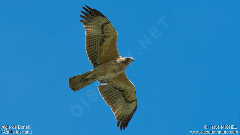 Aigle de Bonelli2ème année