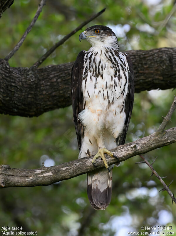 African Hawk-Eagle