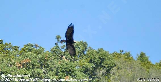 Spanish Imperial Eagle