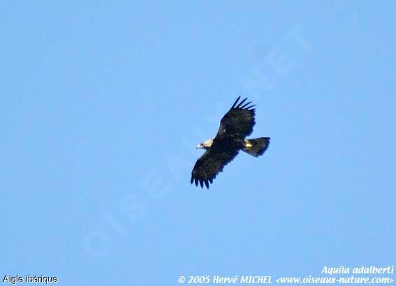 Spanish Imperial Eagle