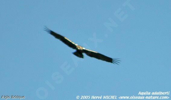 Spanish Imperial Eagle