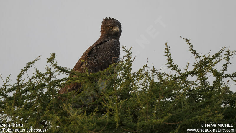 Aigle martial