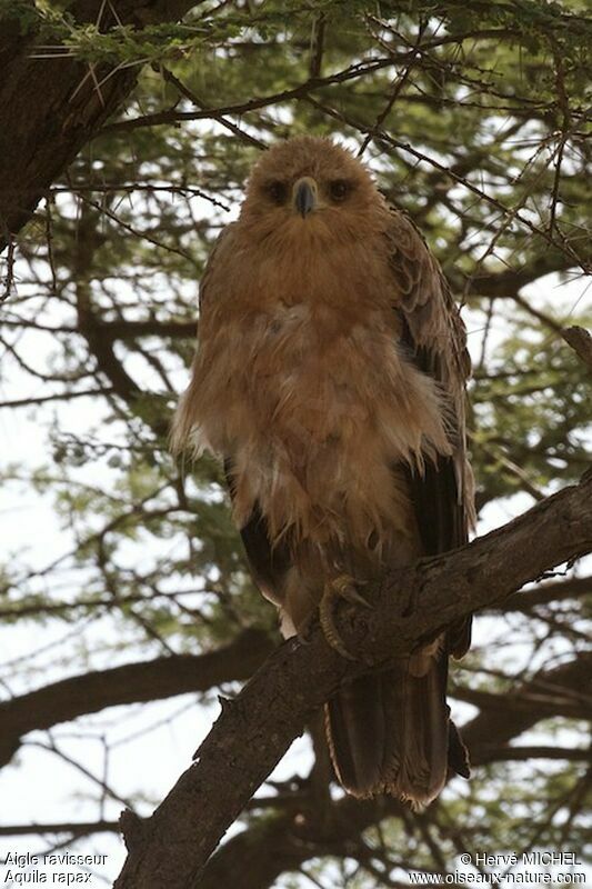 Aigle ravisseur