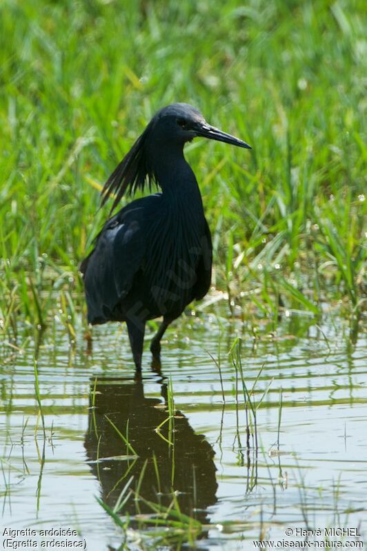 Aigrette ardoisée