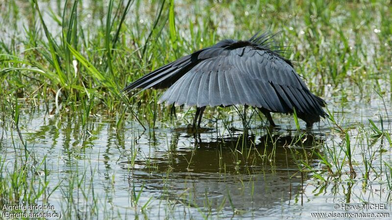 Aigrette ardoisée