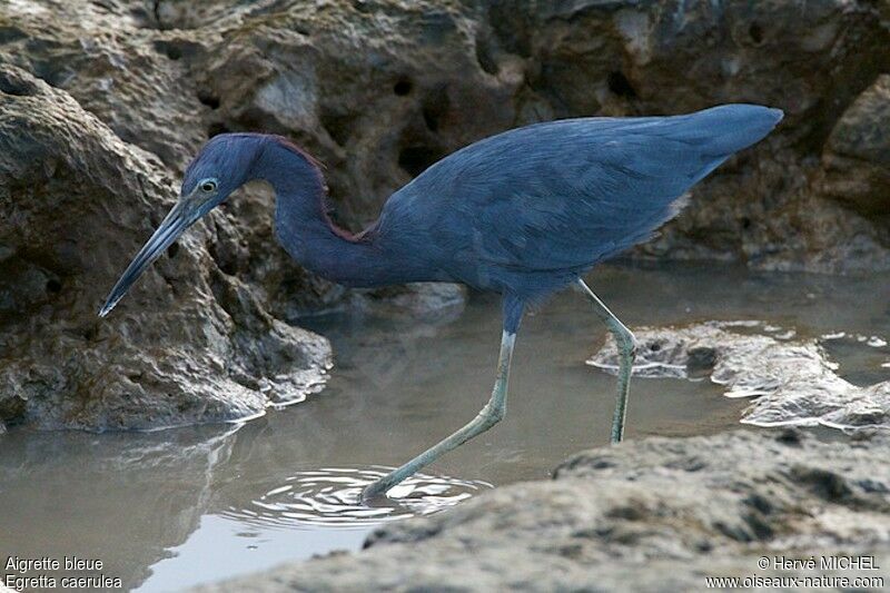 Aigrette bleueadulte, identification