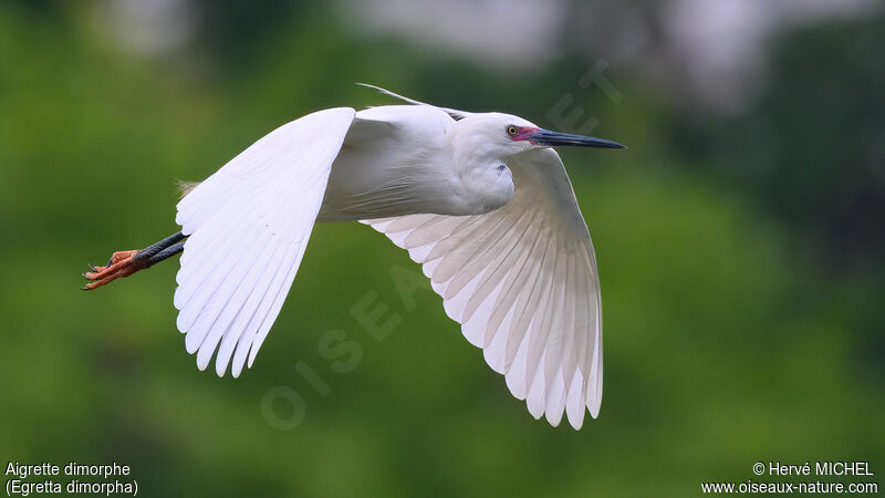 Dimorphic Egretadult breeding