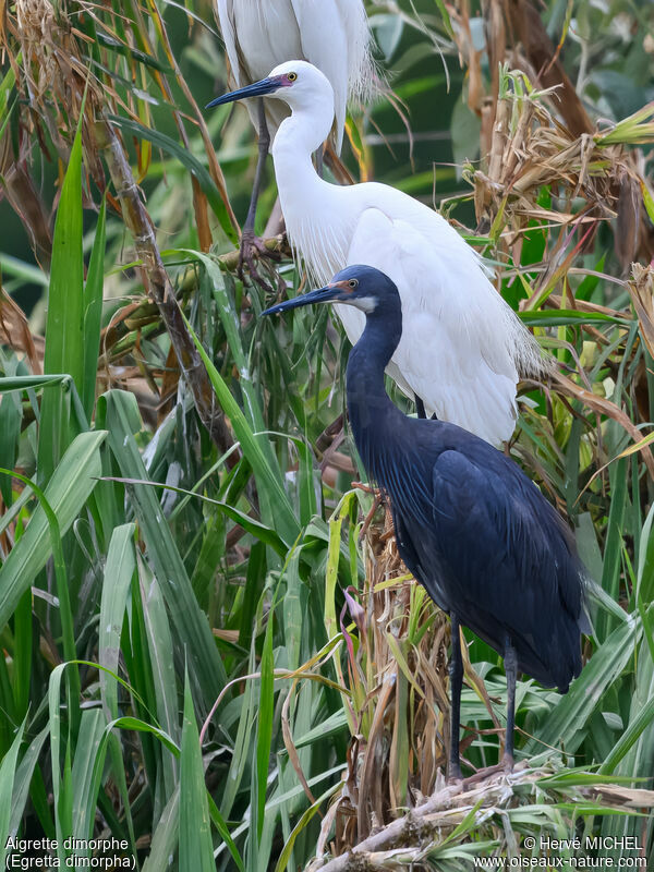 Aigrette dimorpheadulte