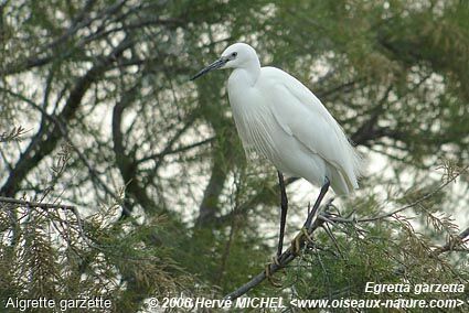 Little Egretadult