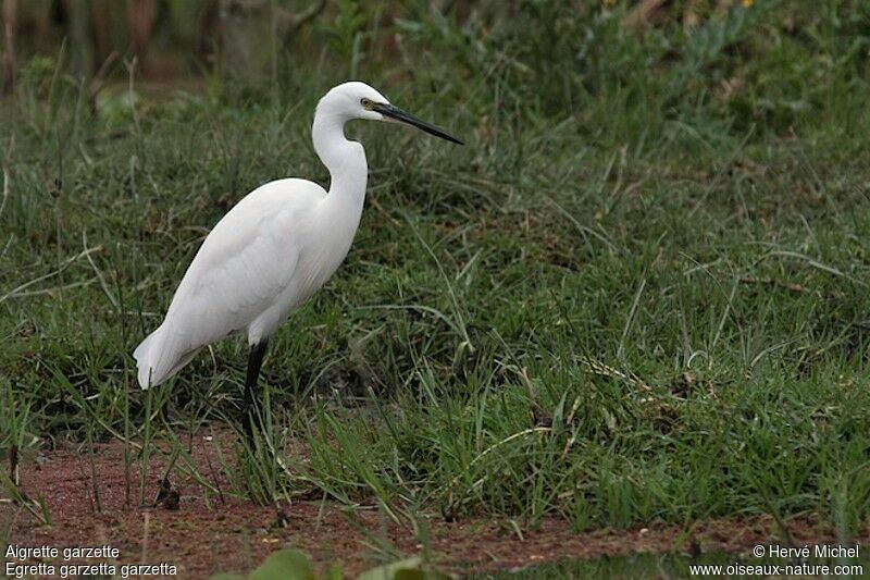 Aigrette garzetteadulte