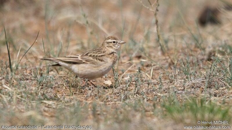 Greater Short-toed Lark