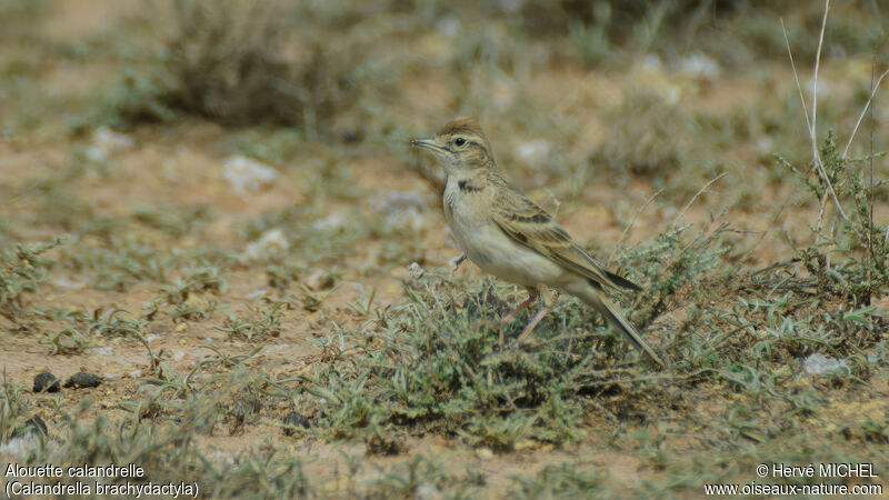 Greater Short-toed Lark