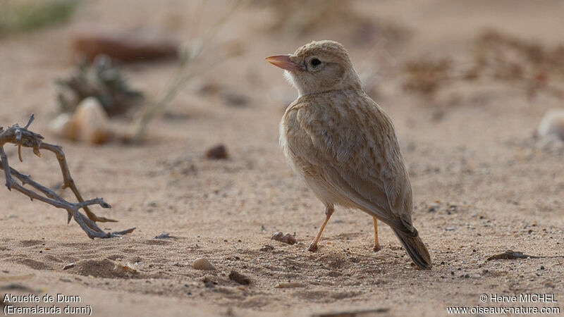 Dunn's Lark male adult breeding, pigmentation, song