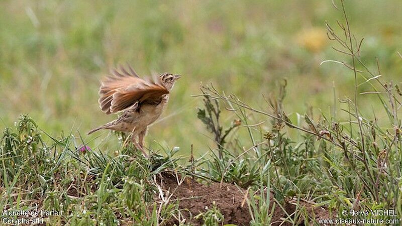 Sentinel Lark male adult breeding