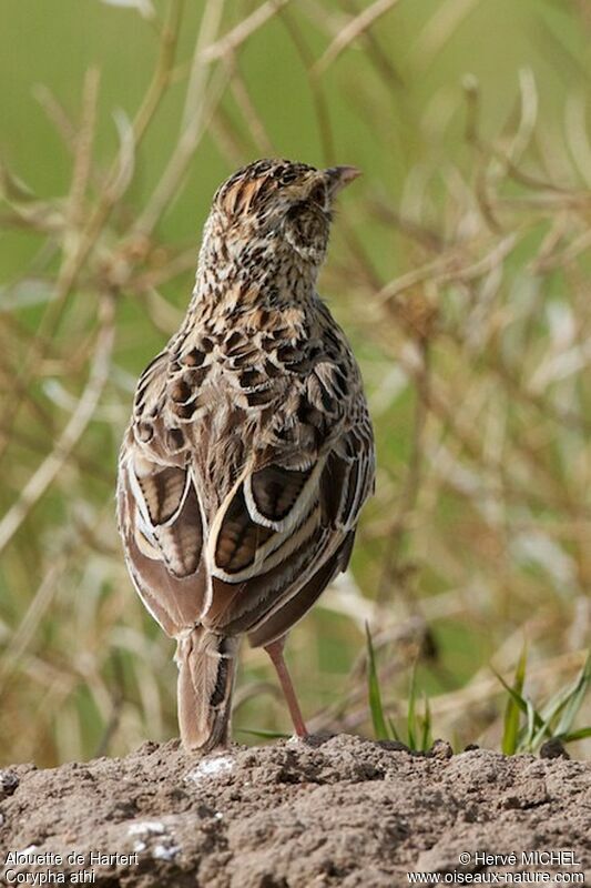 Sentinel Larkadult