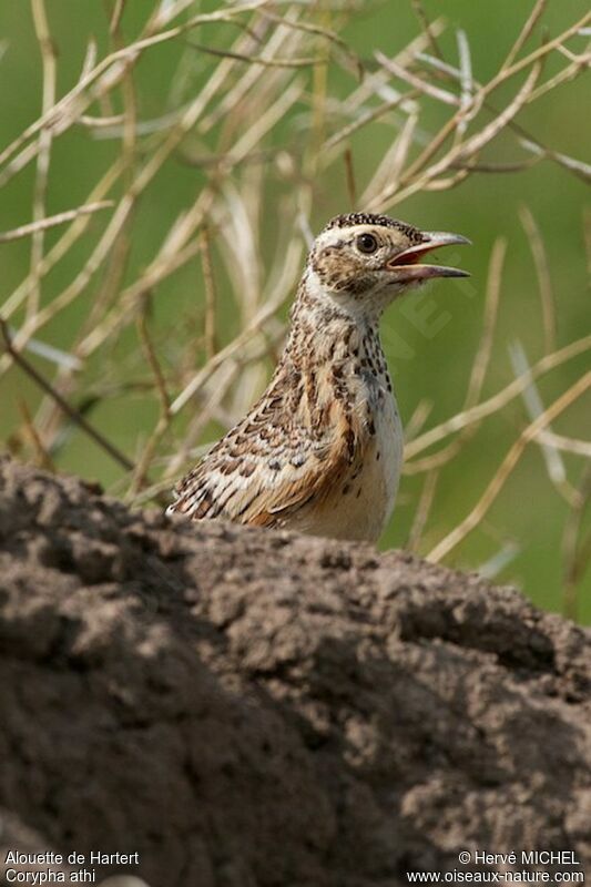 Sentinel Larkjuvenile