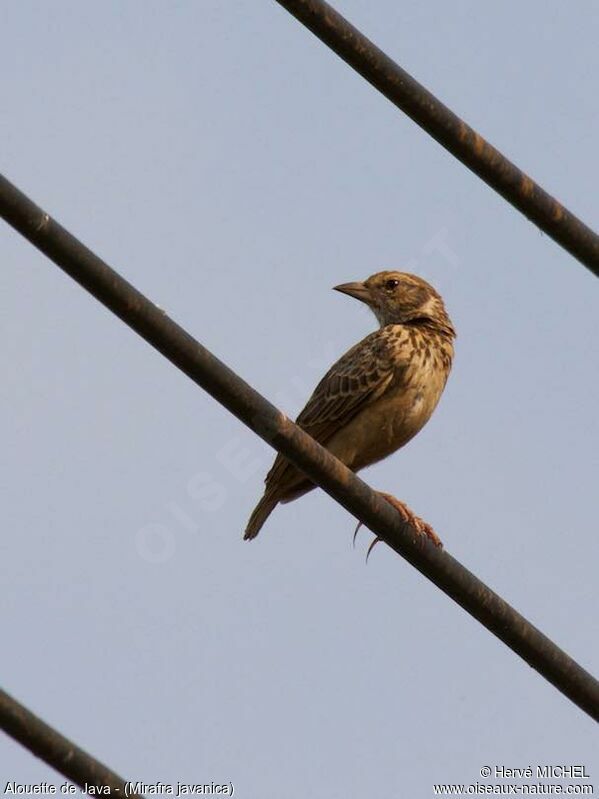 Singing Bush Lark