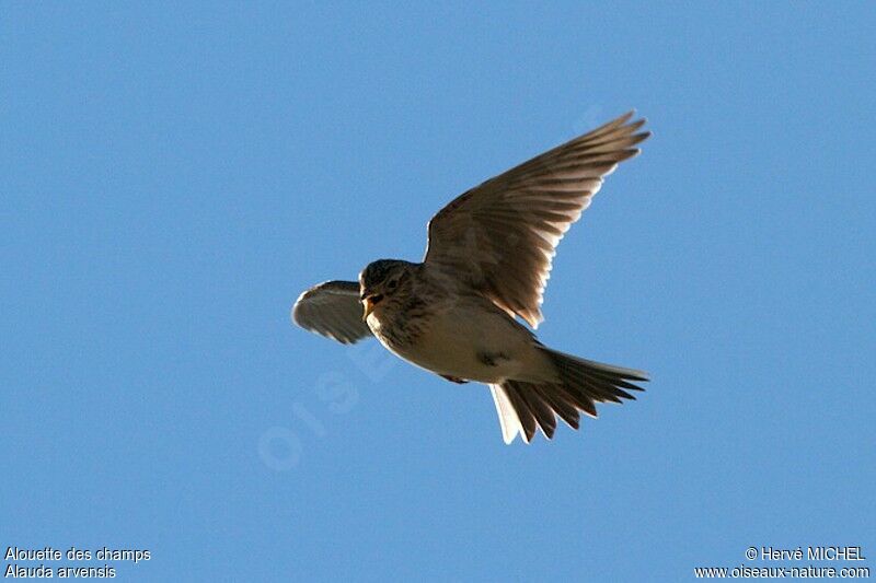 Eurasian Skylarkadult, Flight