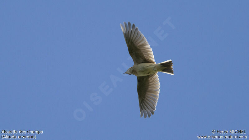 Eurasian Skylark