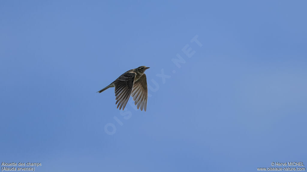 Eurasian Skylark