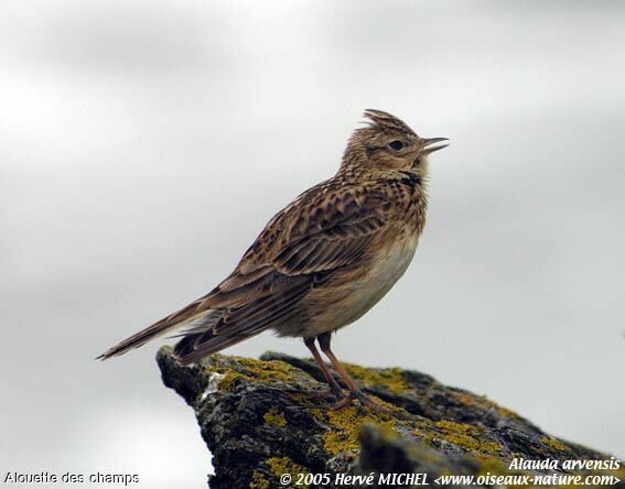 Eurasian Skylark