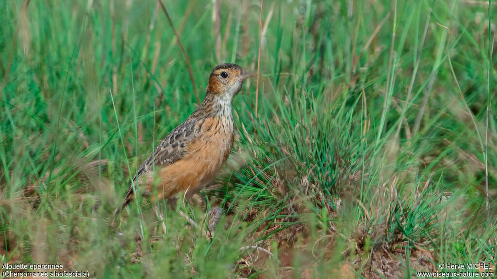 Alouette éperonnéeadulte nuptial