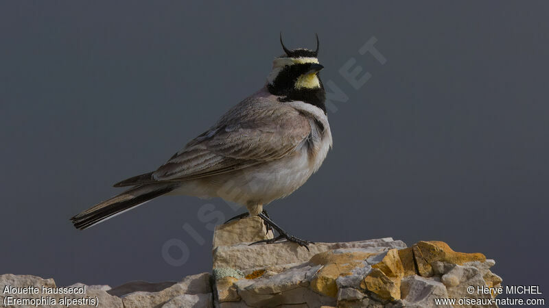 Horned Lark male adult breeding