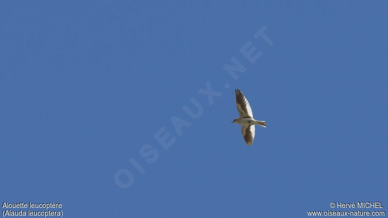 White-winged Lark male adult