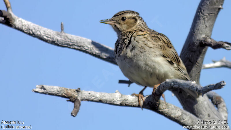 Woodlark male adult breeding