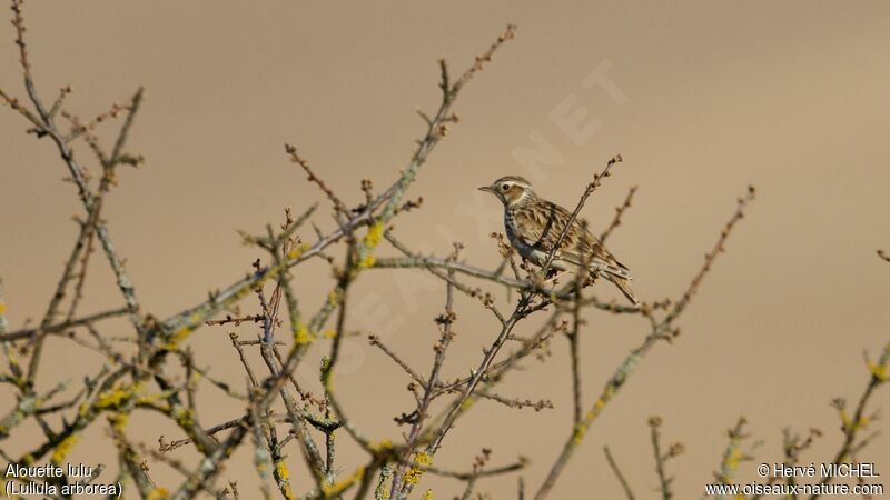 Woodlarkadult breeding