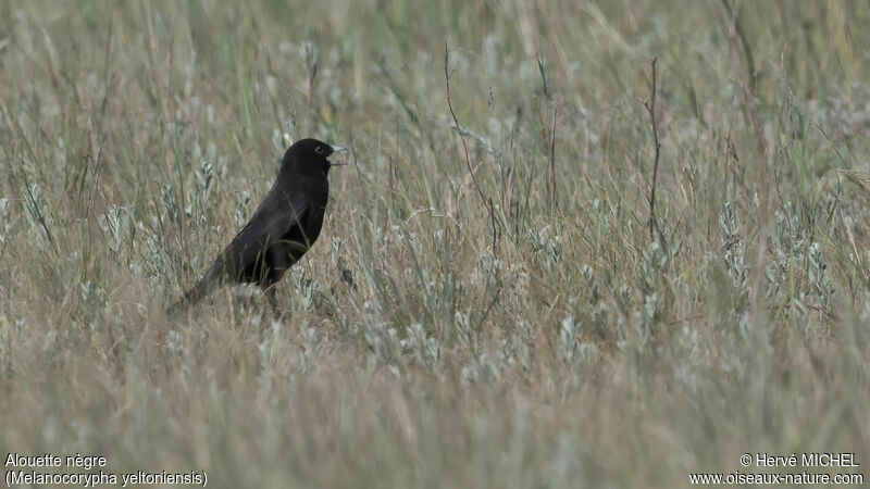 Black Lark male adult breeding