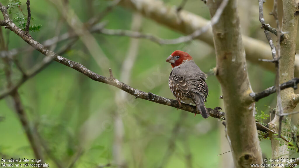 Amadine à tête rouge