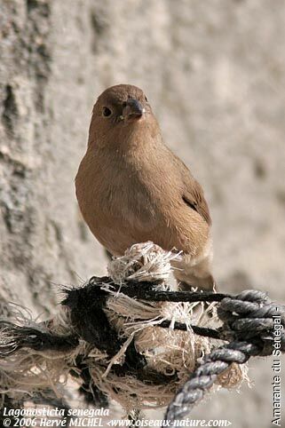 Red-billed Firefinch