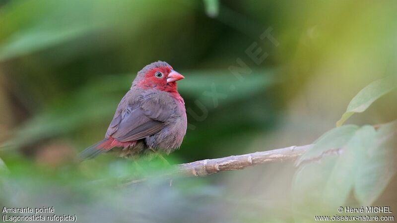 Bar-breasted Firefinchadult