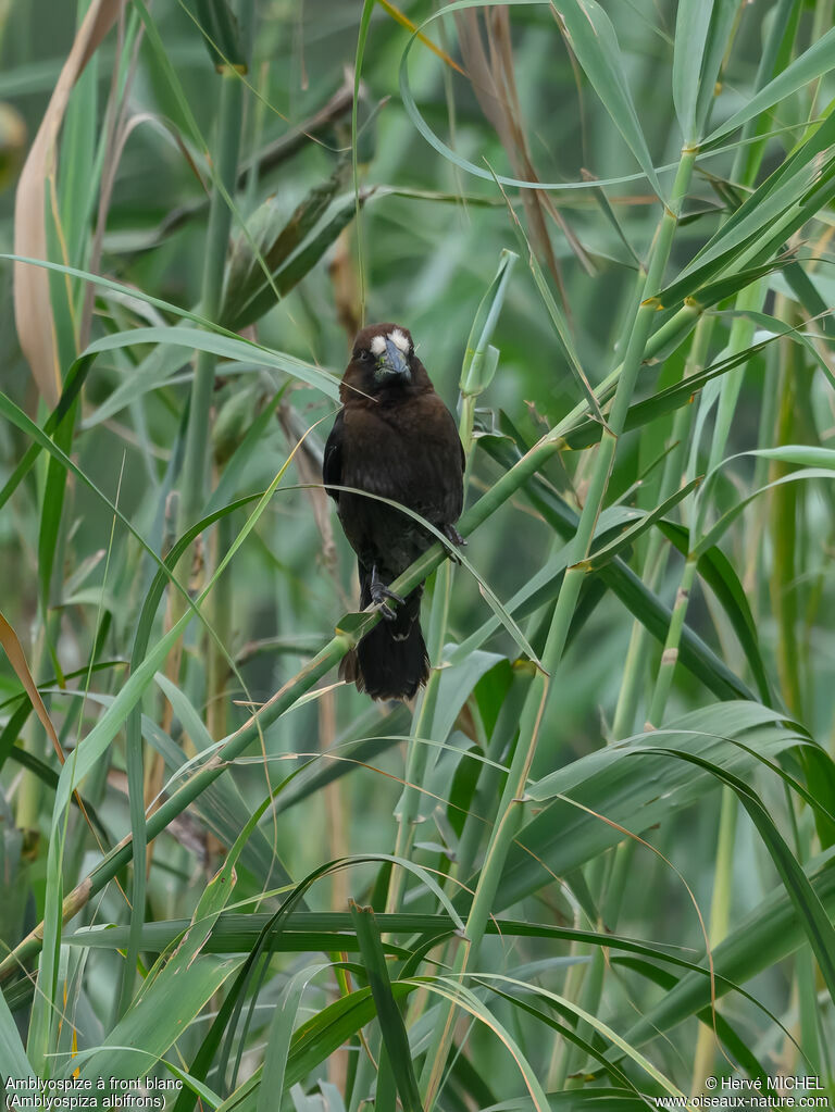Amblyospize à front blanc mâle adulte nuptial