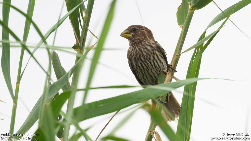 Amblyospize à front blanc femelle adulte nuptial