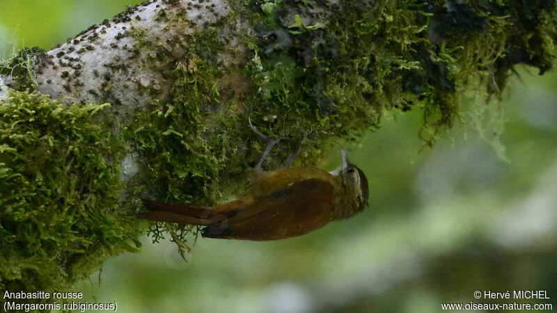 Ruddy Treerunner