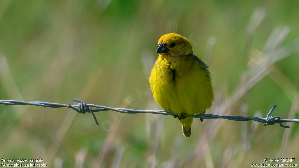 Anomalospize parasite mâle adulte nuptial