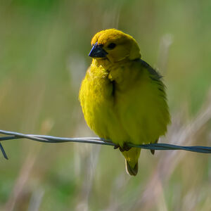 Anomalospize parasite