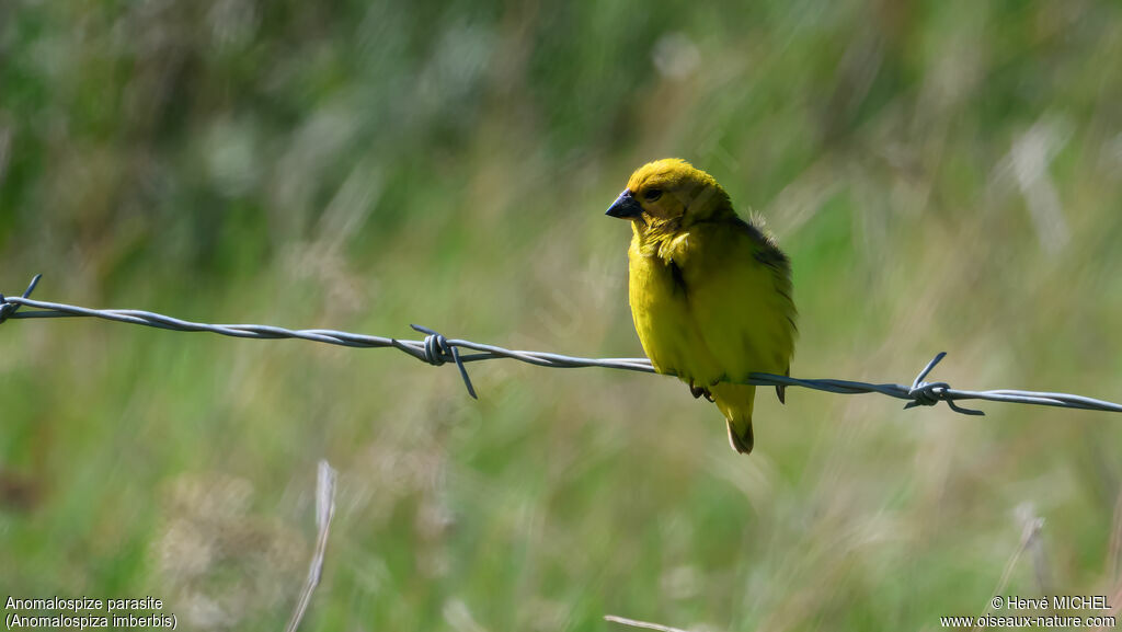 Anomalospize parasite